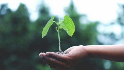 idtp. Ecologia